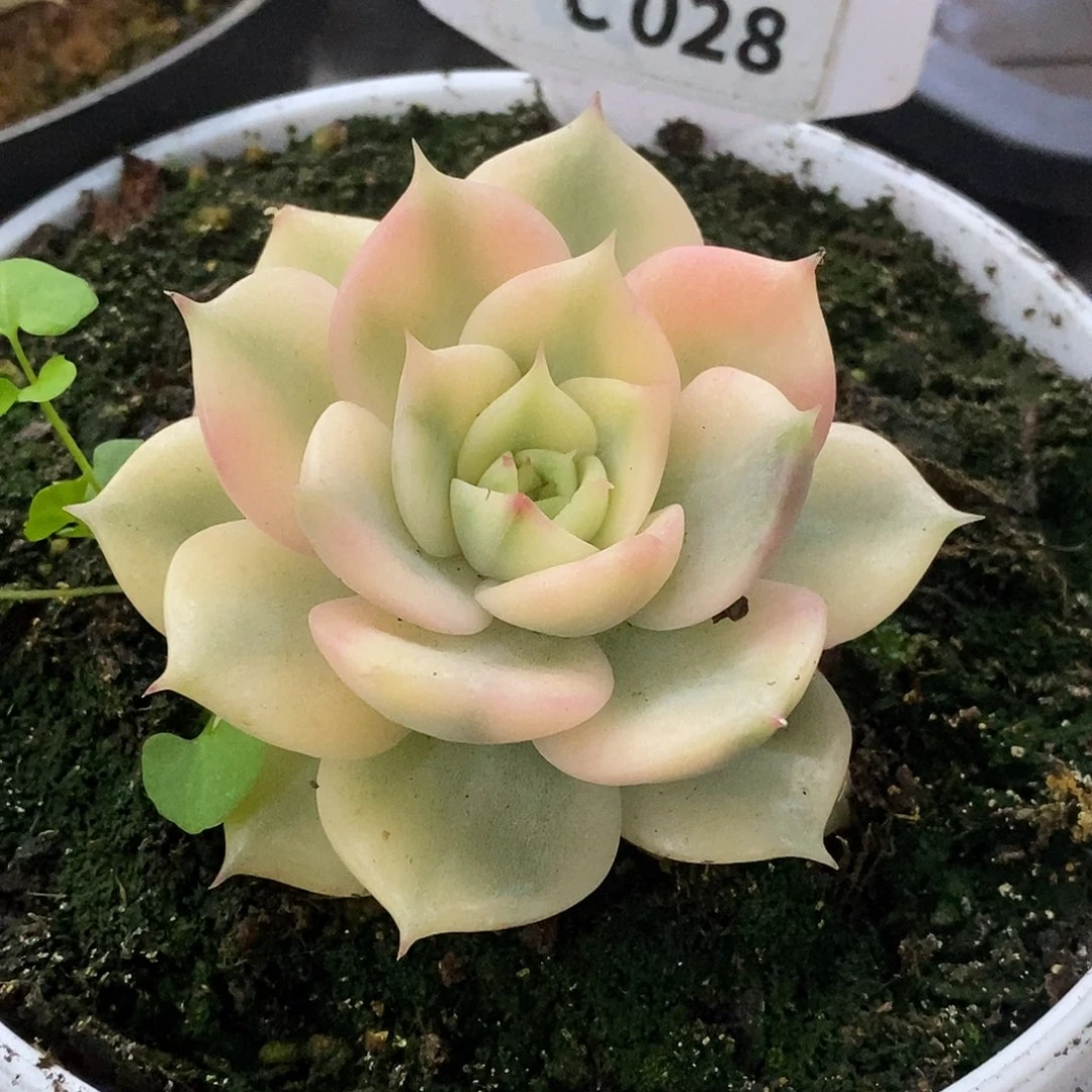 028贝加尔湖哈哈哈哈哈