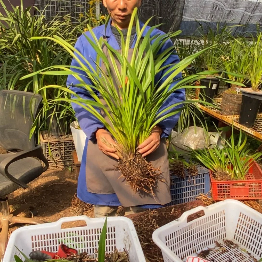 完全开放9保山昌宁兰