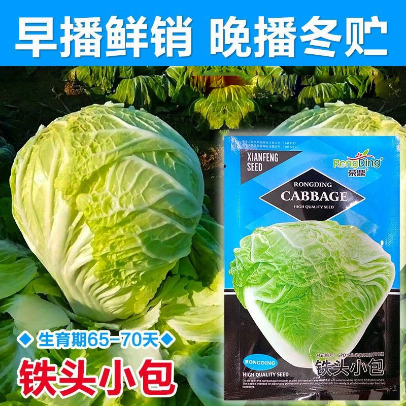 无品牌小铁头大白菜种子抗病白菜籽蔬菜山东冬季味甜好吃大田种孑