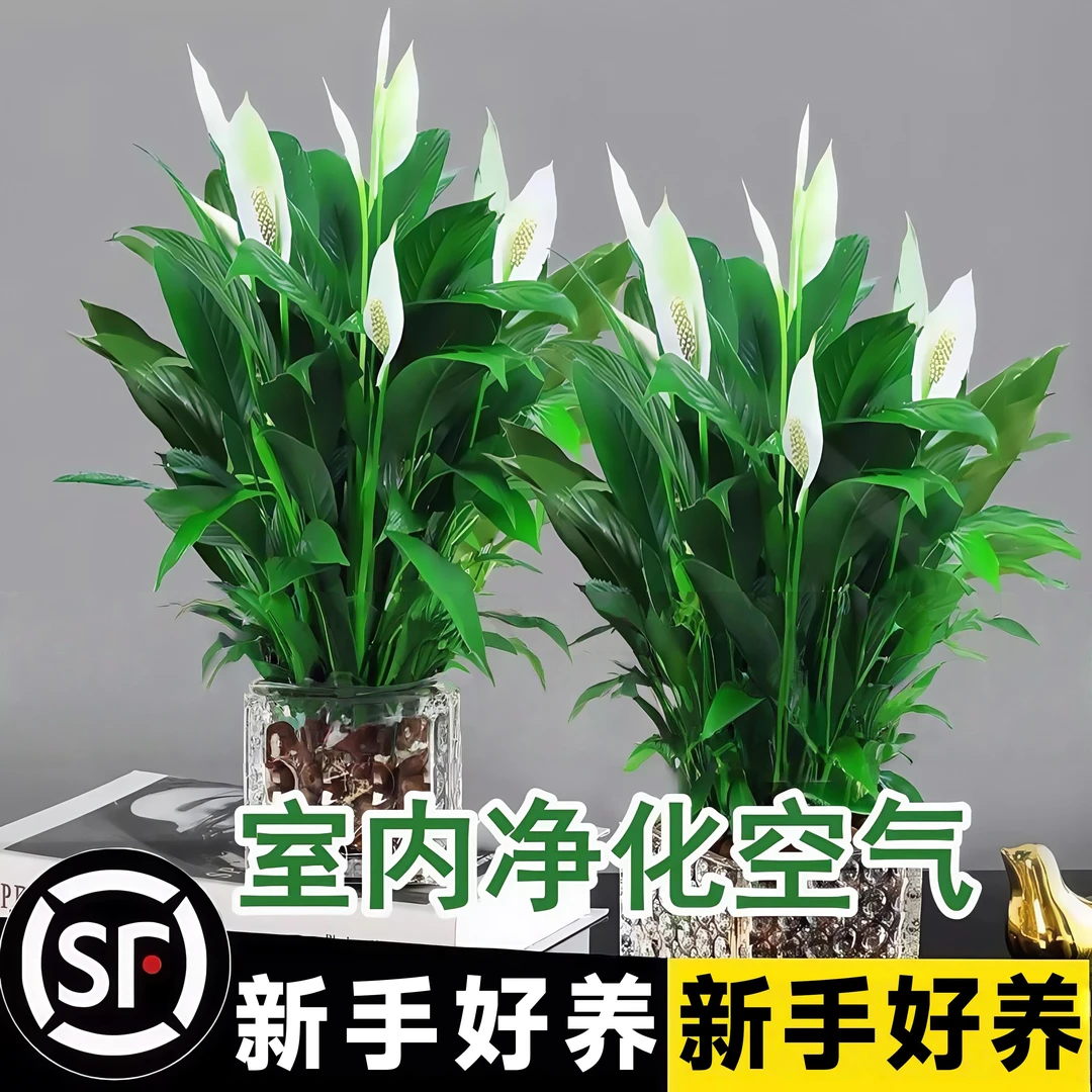白掌盆栽一帆风顺绿萝箩花卉四季植物室内花水土培红掌绿植发财树
