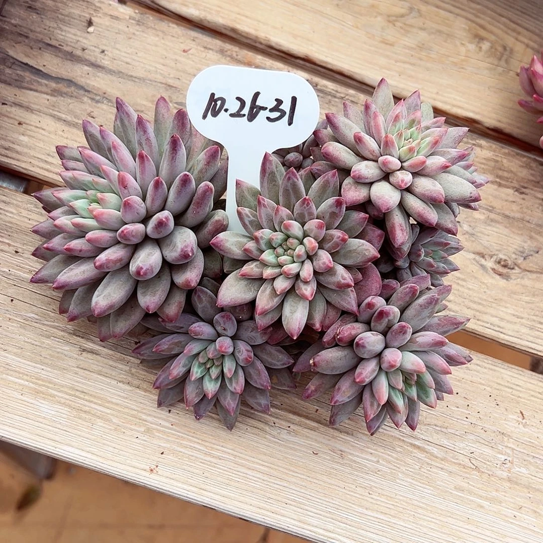 多****1026-31彩色羽毛纹虞美人