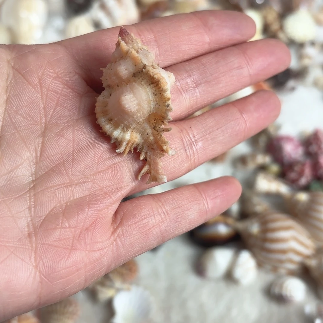 夏****天然海螺标本福利