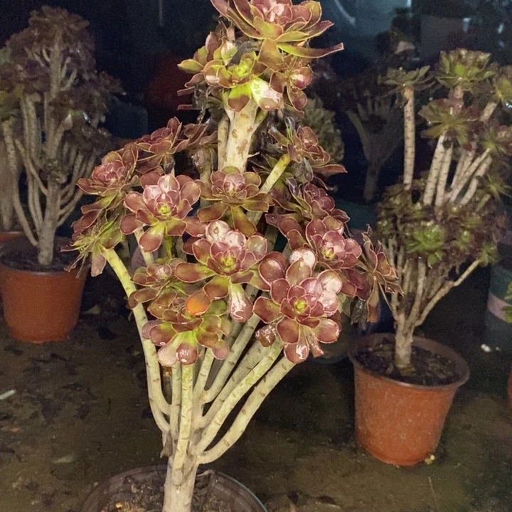 黑法多肉植物051