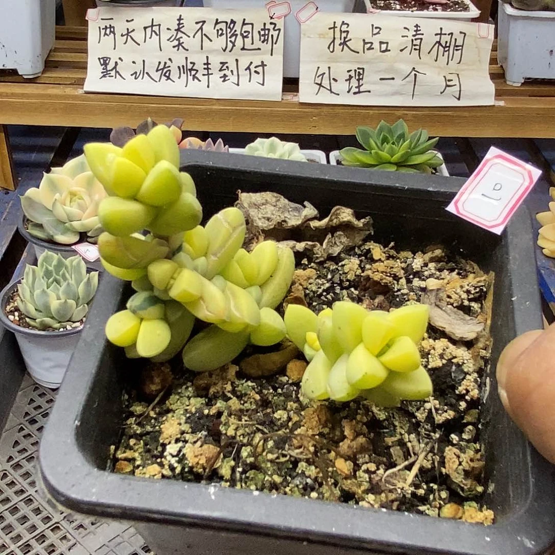 2910 鹿角海棠锦