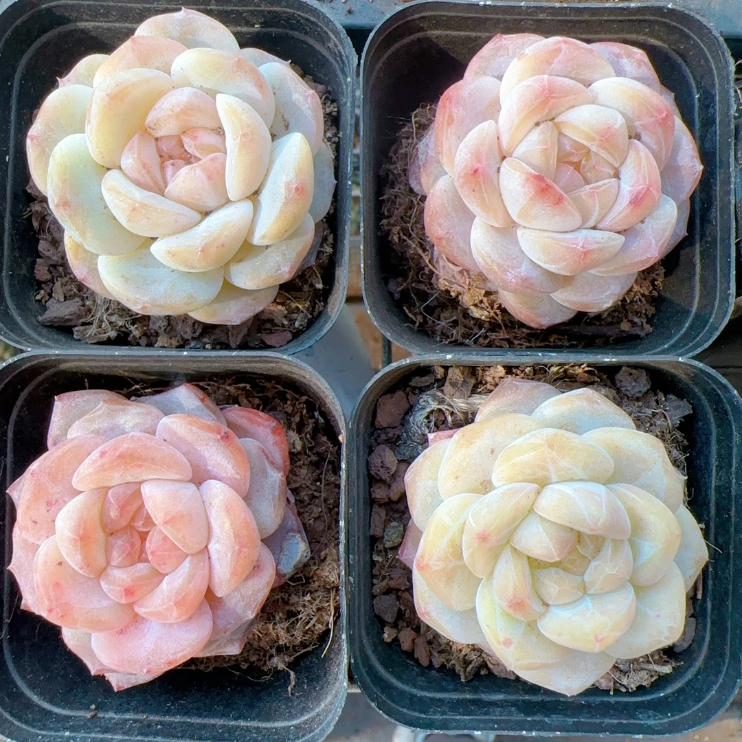 糖心珍妮多肉  精品多肉（满18包邮）0