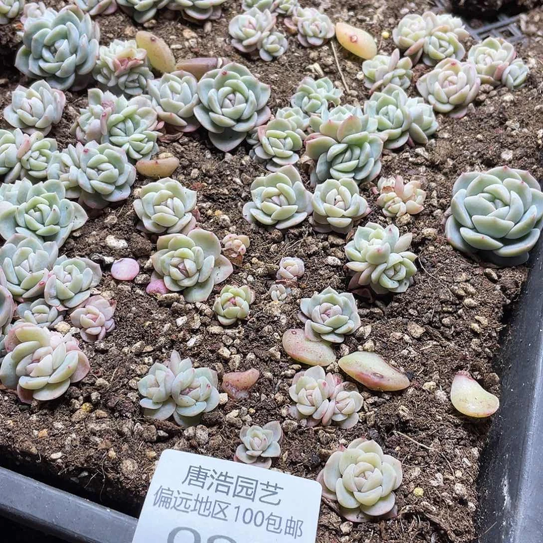 木*乌拉拉杆冰一物一拍092