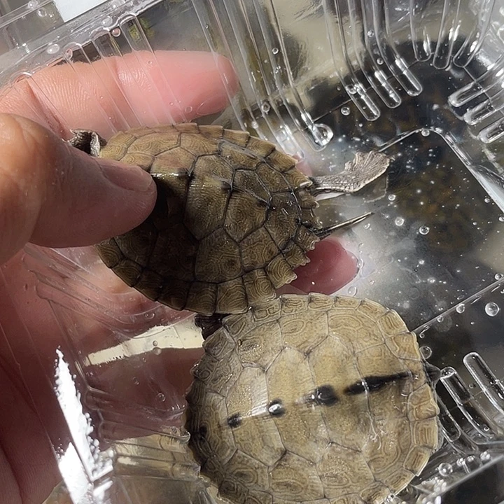 不分公母宠物龟2只地图