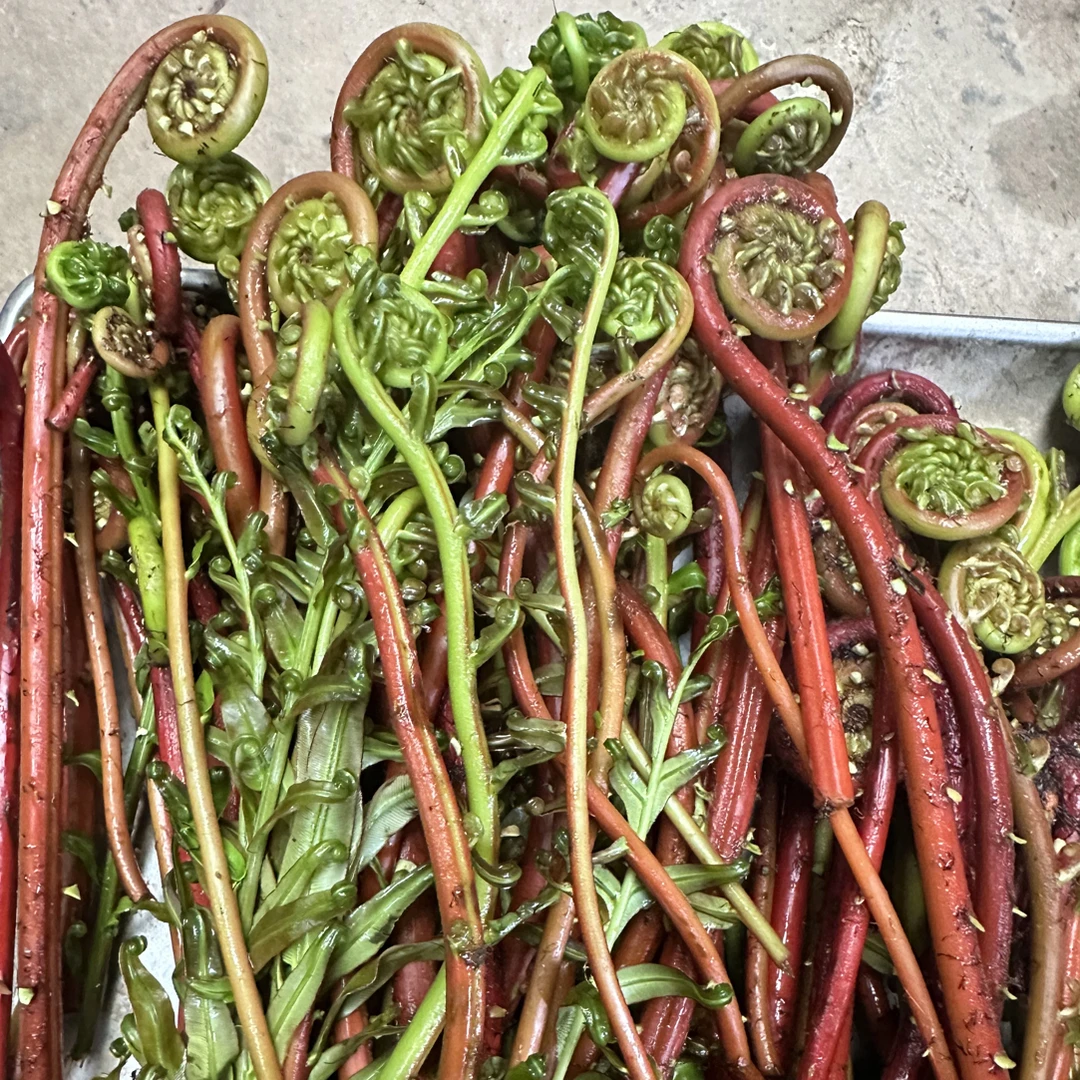 广东野菜山野菜蕨菜野生山蕨菜农家山上自采新鲜没处理纯野生正宗