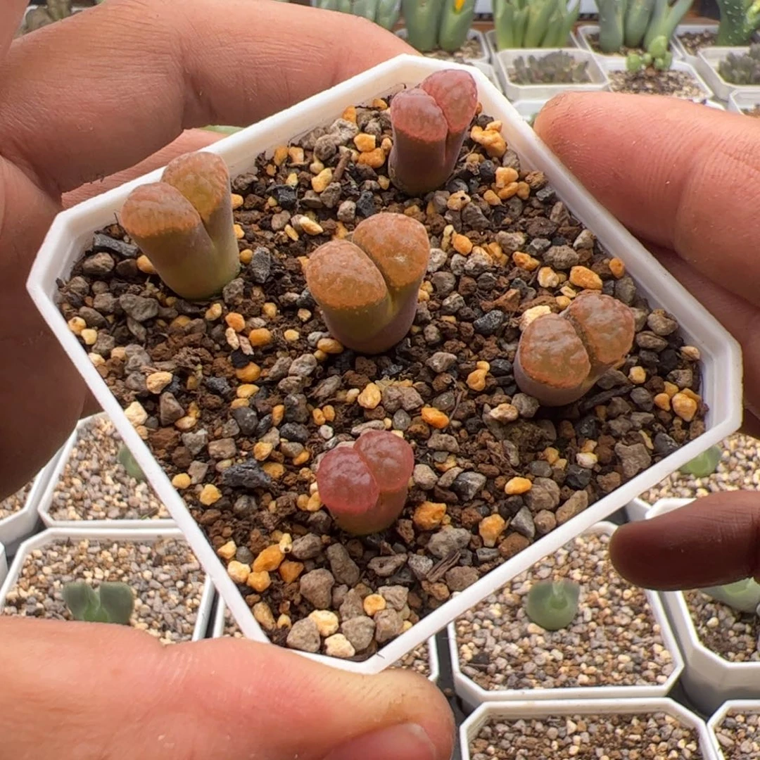 10.11超级蛋糕风铃多肉植物261