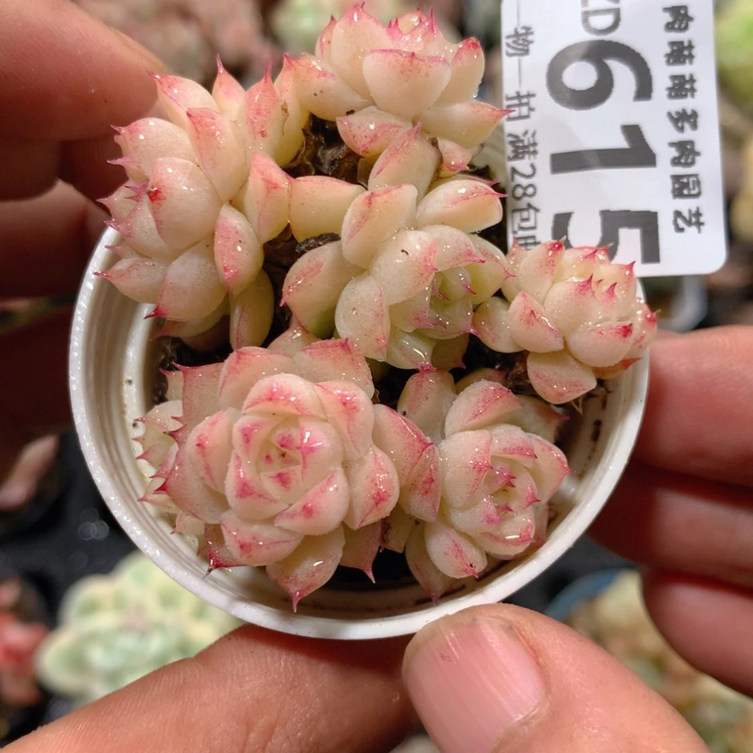 5CM拇指盆精控多肉ZD615