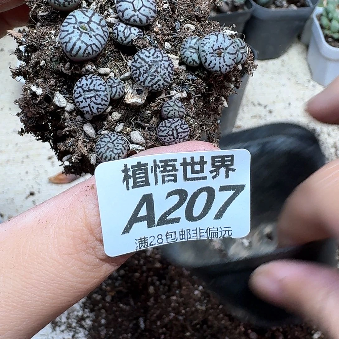 的植物的润泽fvbnnn