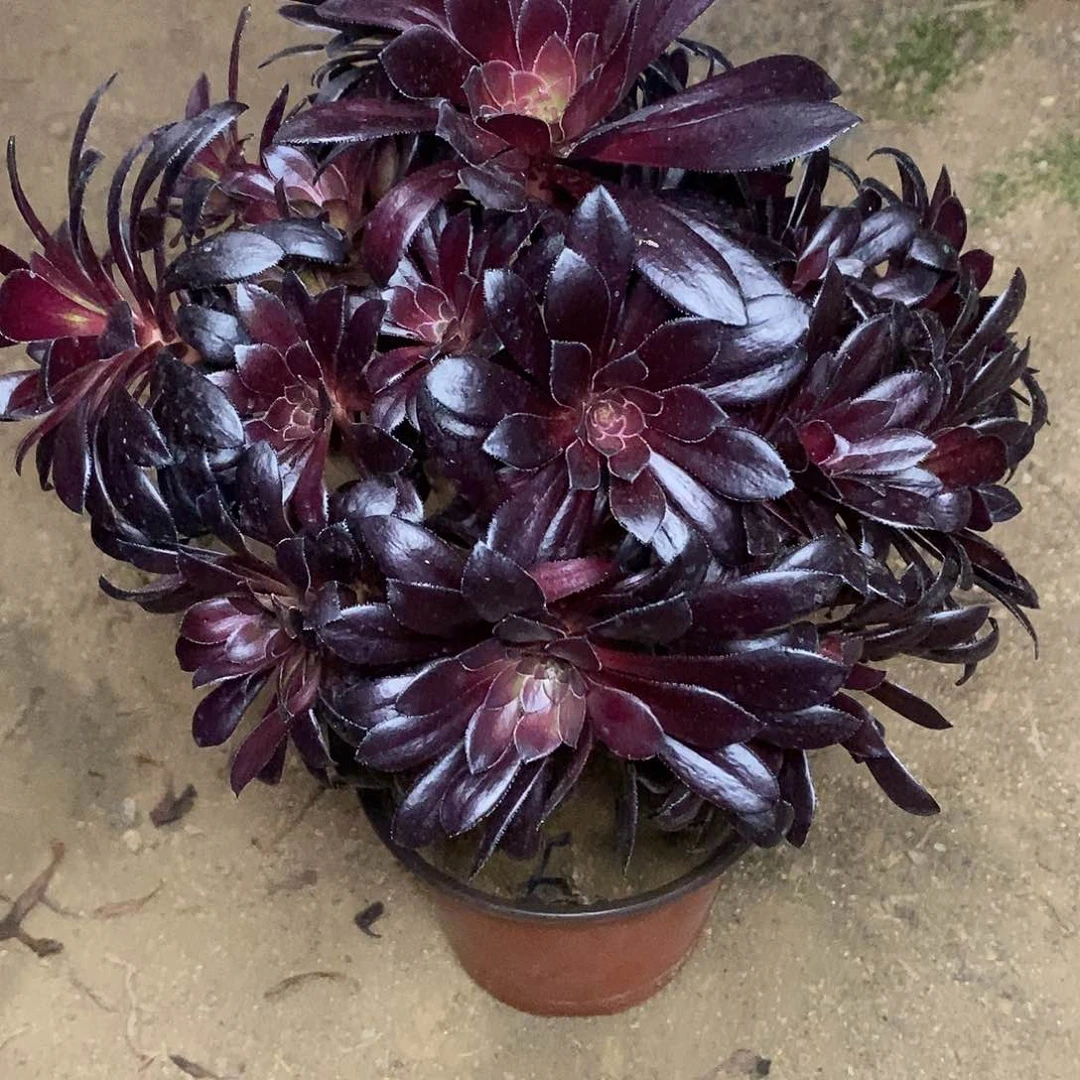 214墨法师提多肉法师锦