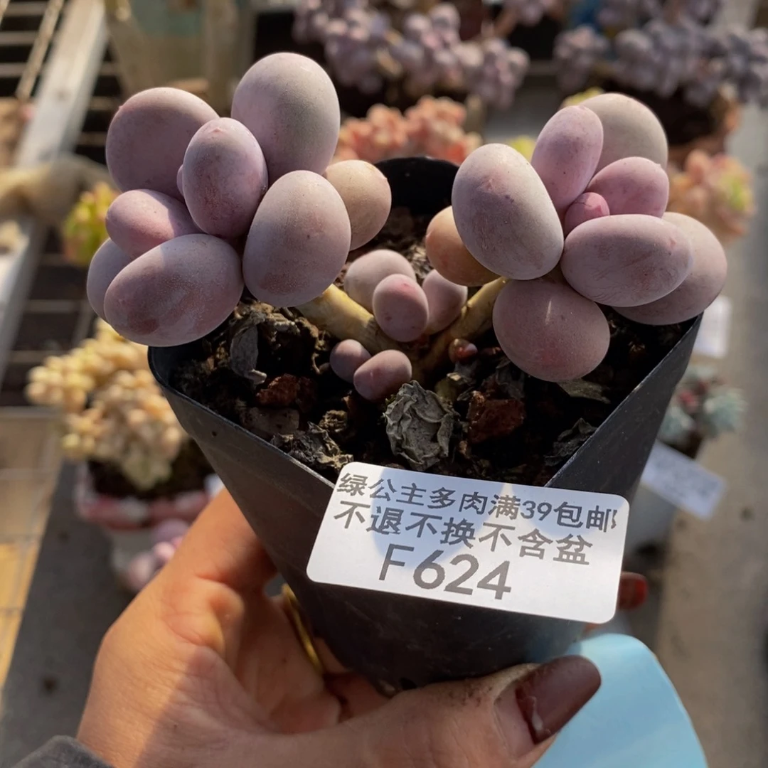 彩虹奶酪624/7v m