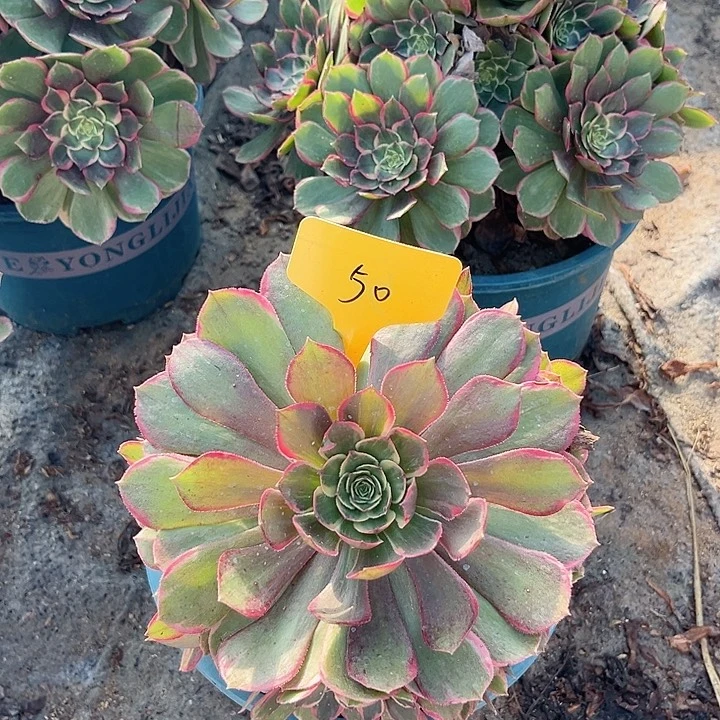 50一颗粉花妖法师