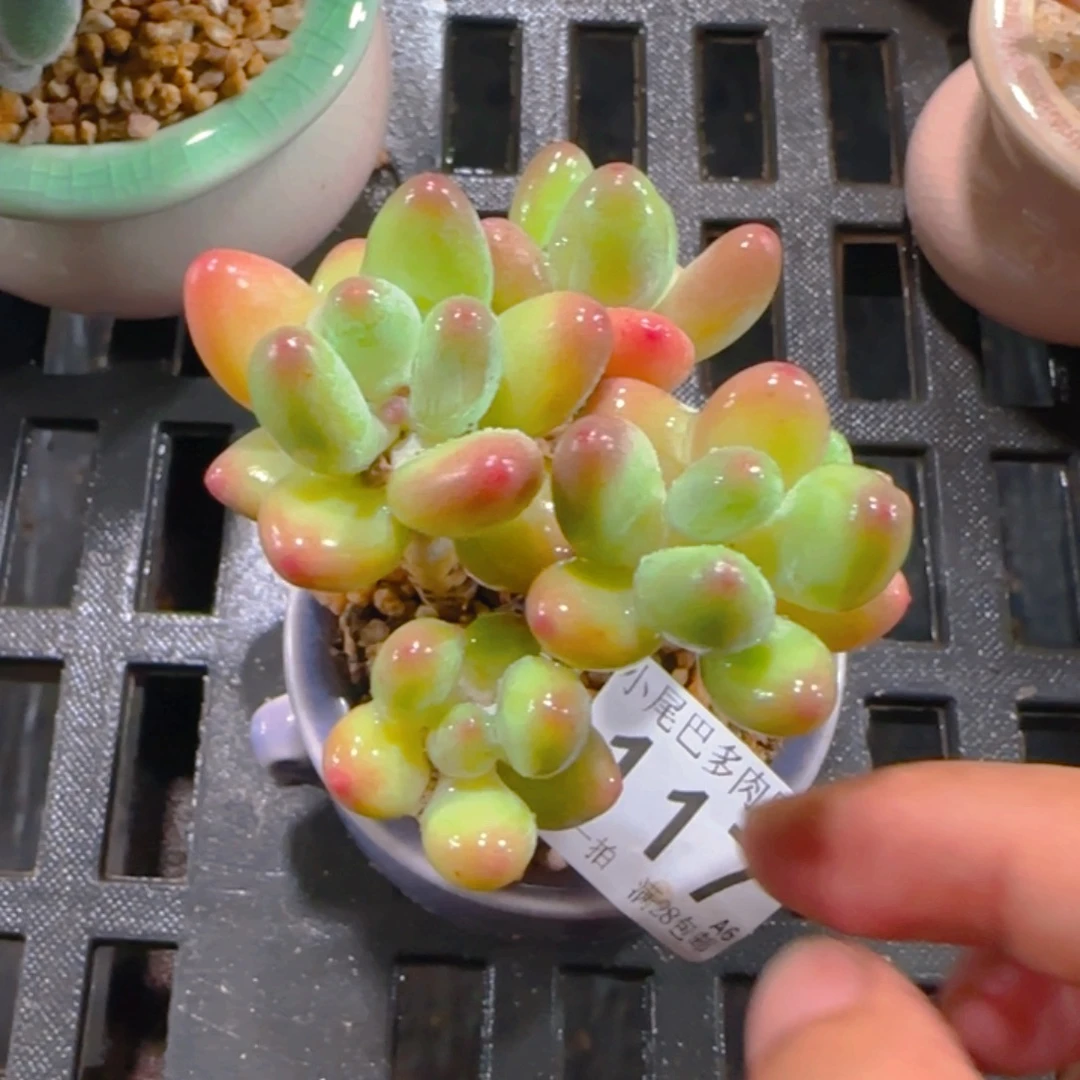 A6小尾巴5CM迷你拇指盆栽精控多肉117