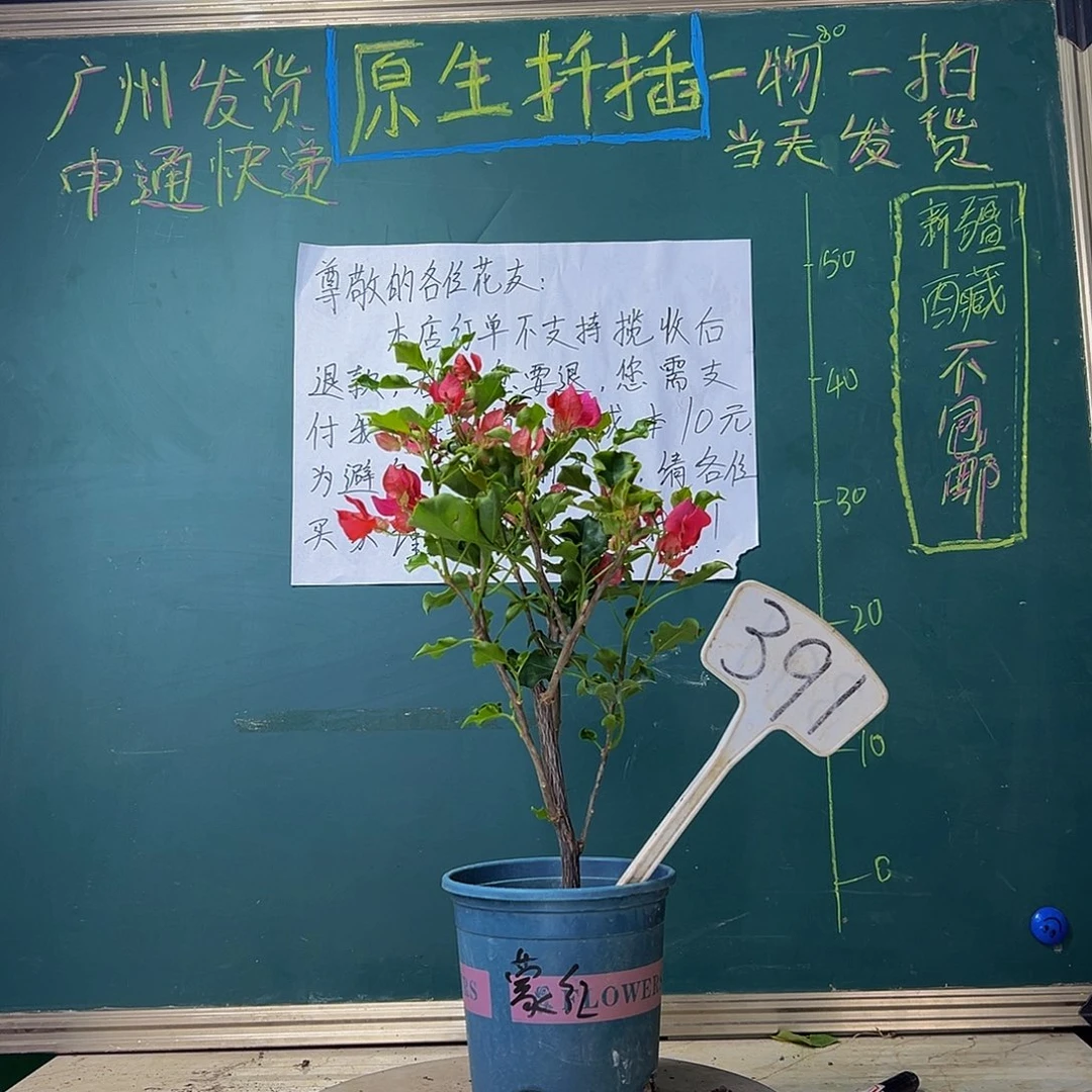 当前无花栽培后可以开花绿叶蒙红391