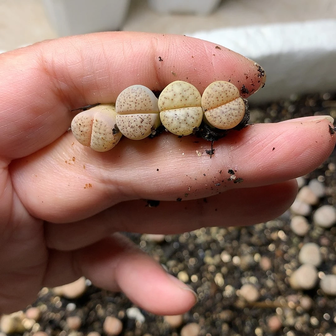 W166多肉植物保护