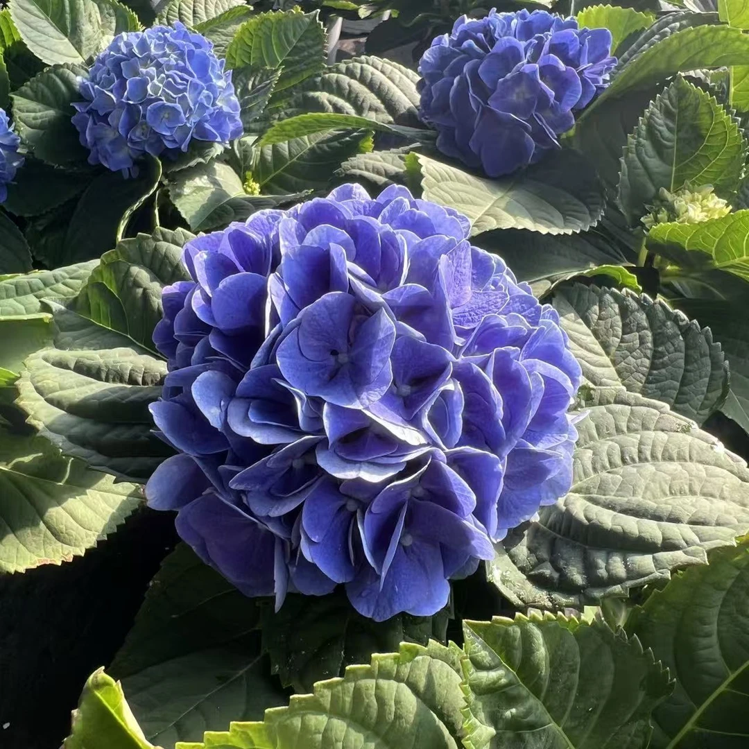 【晚妆】蓝紫色绣球花苗盆栽 耐热耐寒 易养护 阳台庭院四季好养活