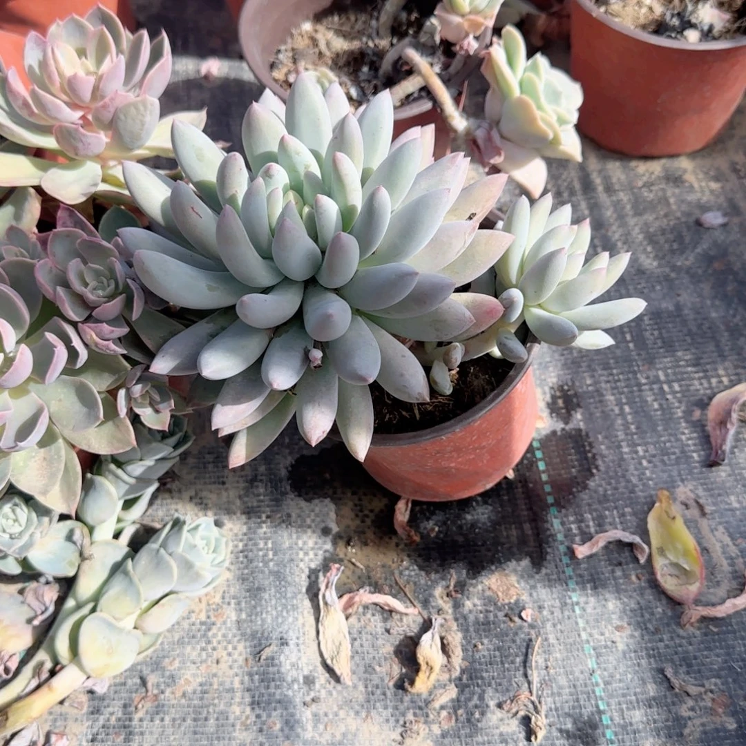 无花朵红蜻蜓双头120