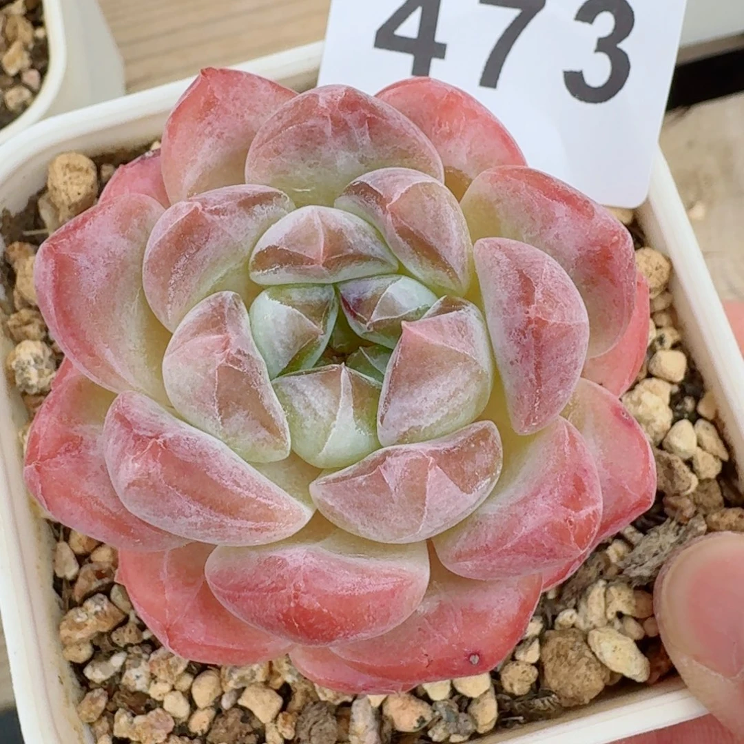 冰魄            精美多肉植物