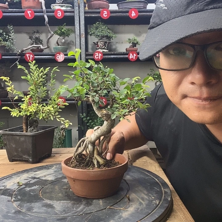 满***梦无花朵小叶榔榆一刻