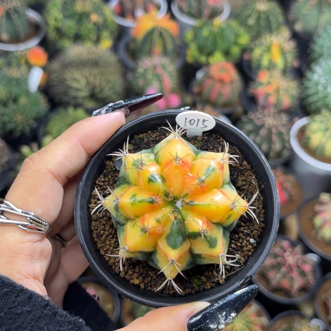 1015 泰系米哈锦 带盆土