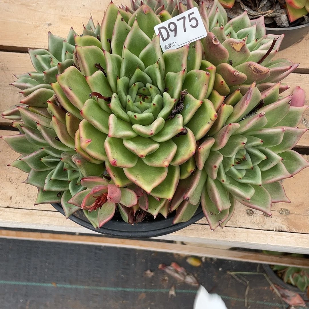 若如东云组拍D975