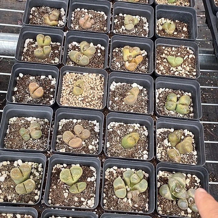 2536一筐风铃有伤