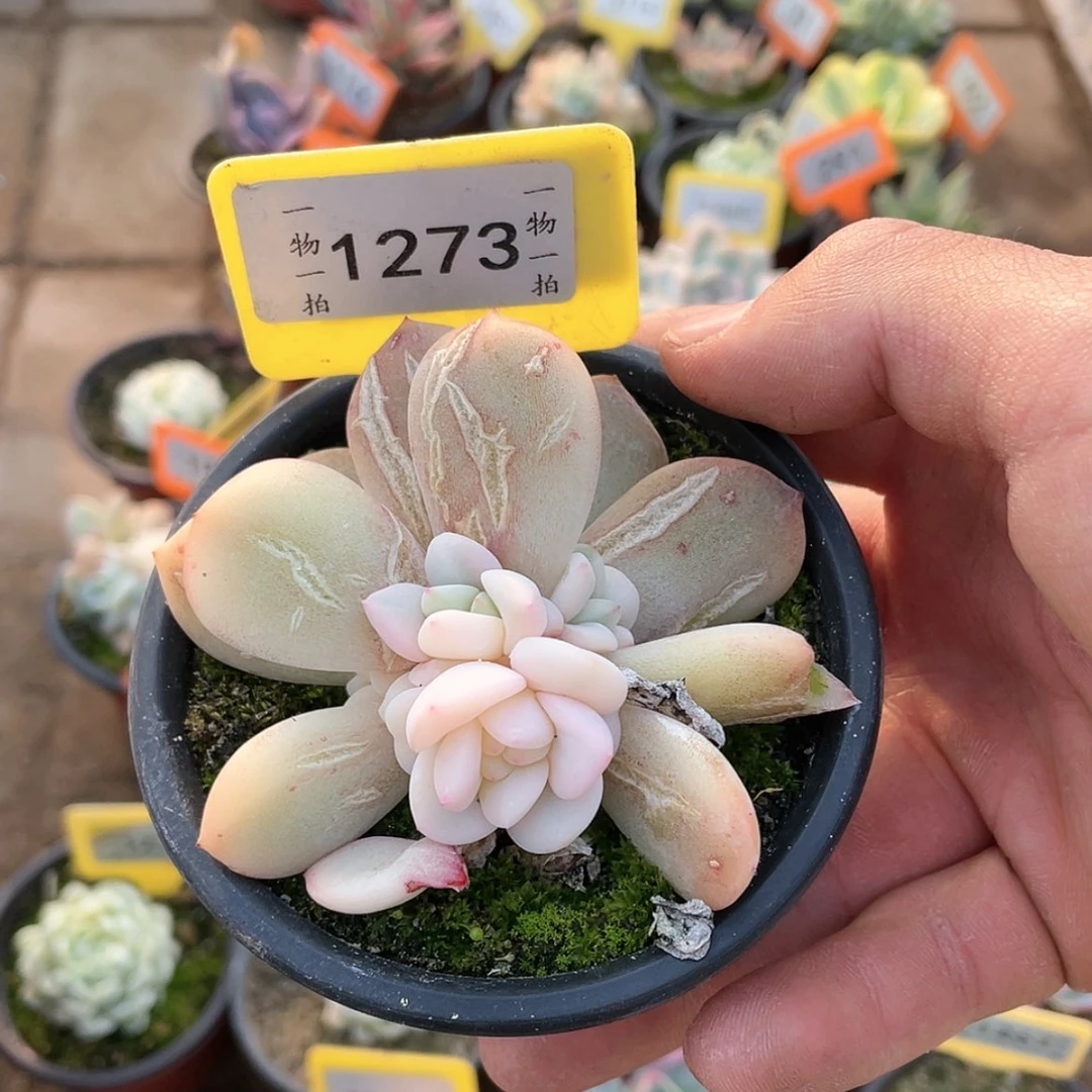 【闪购商品】1273号