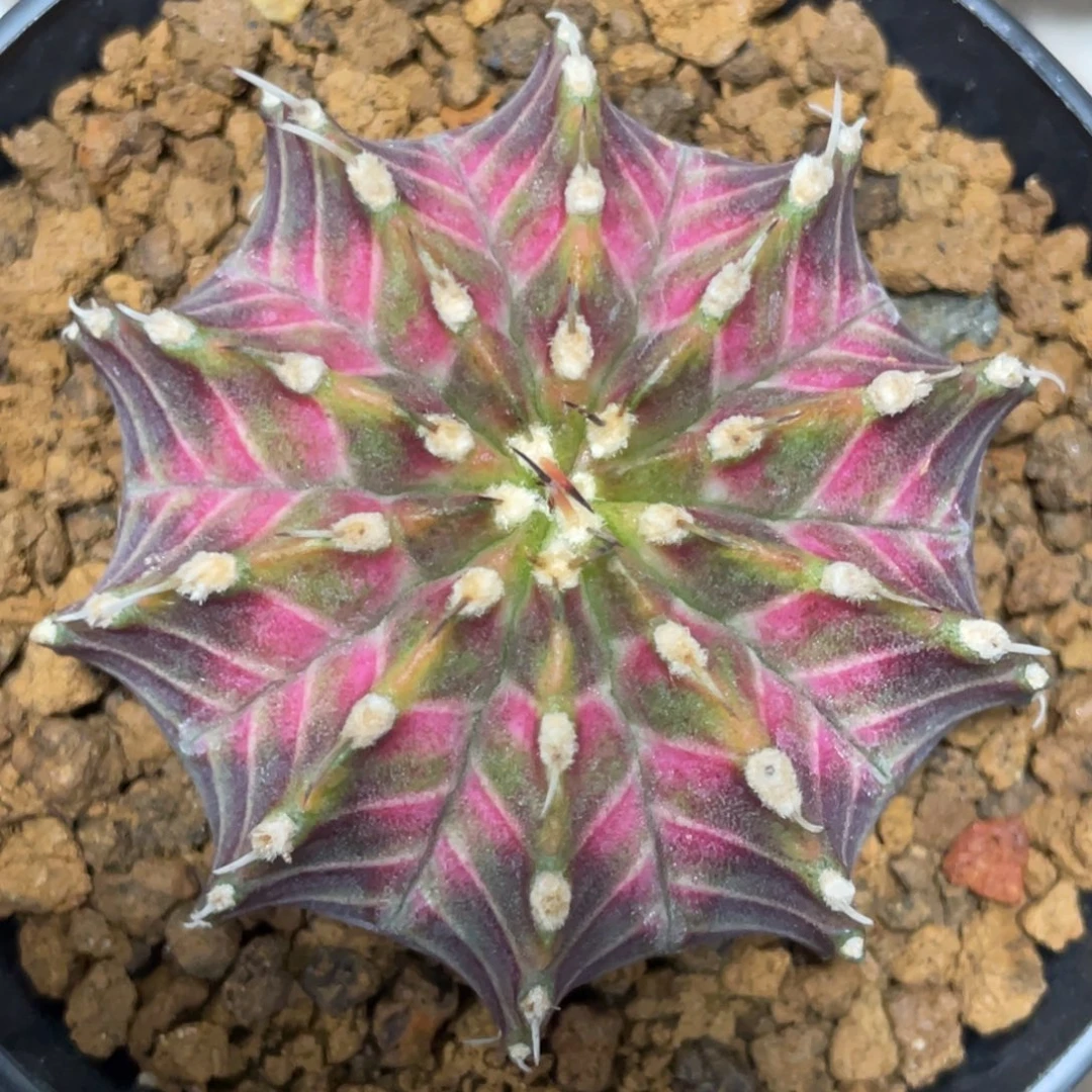 当前无花朵，栽培后可花朵肋骨轮回