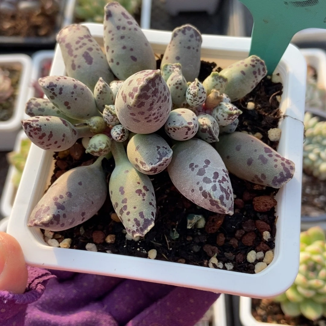 7037海豹多肉植物多肉