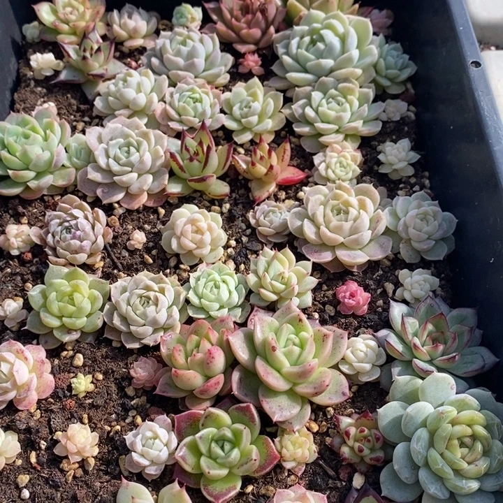 48 多肉植物盆栽花卉