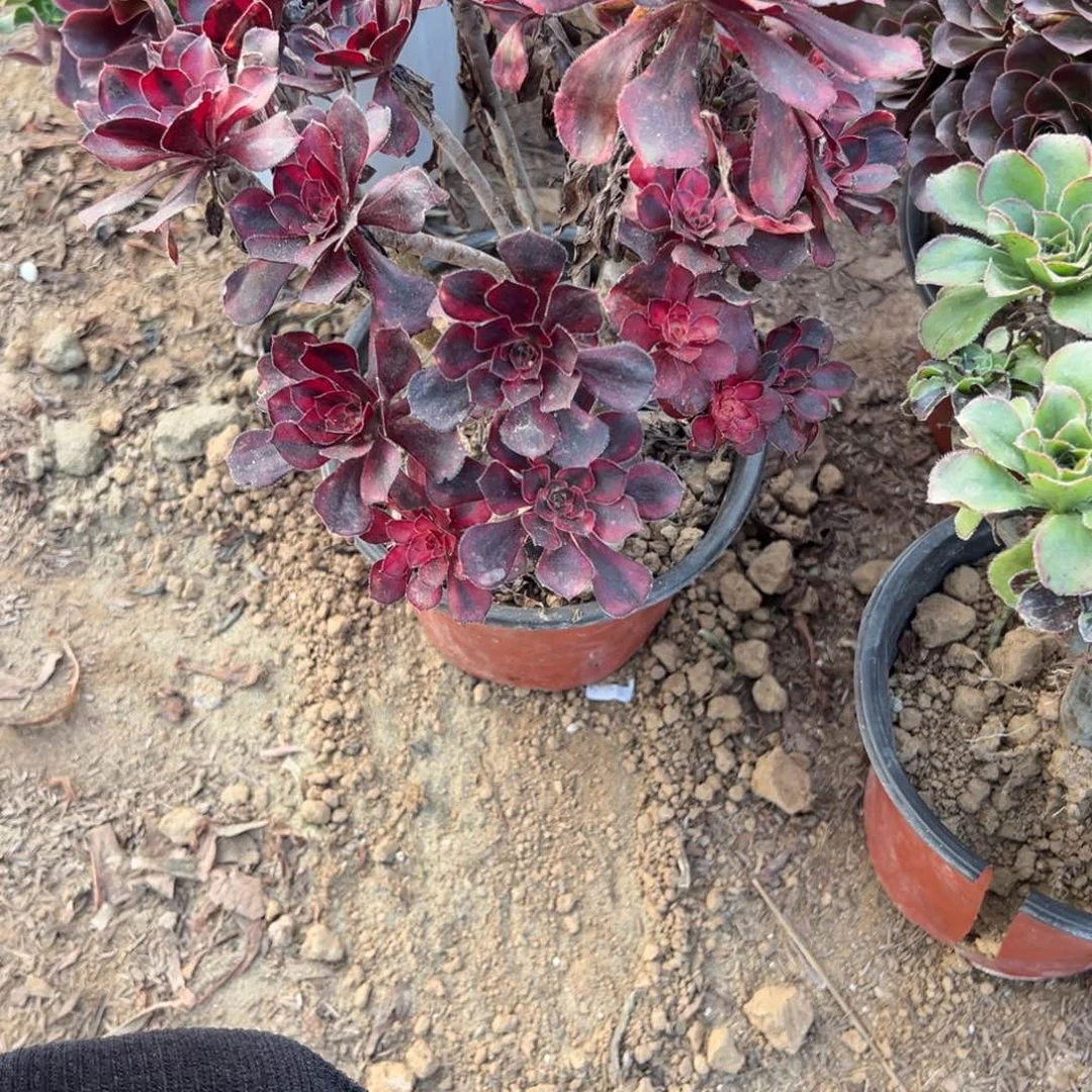 502香内儿多肉植物