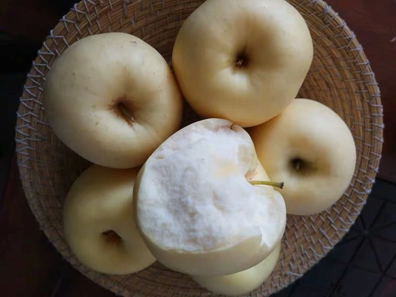 正宗烟台黄元帅苹果当季粉面刮泥黄苹果香蕉苹果宝宝辅食新鲜水果