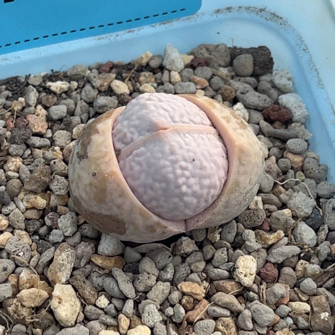 7330高尔夫母本一颗