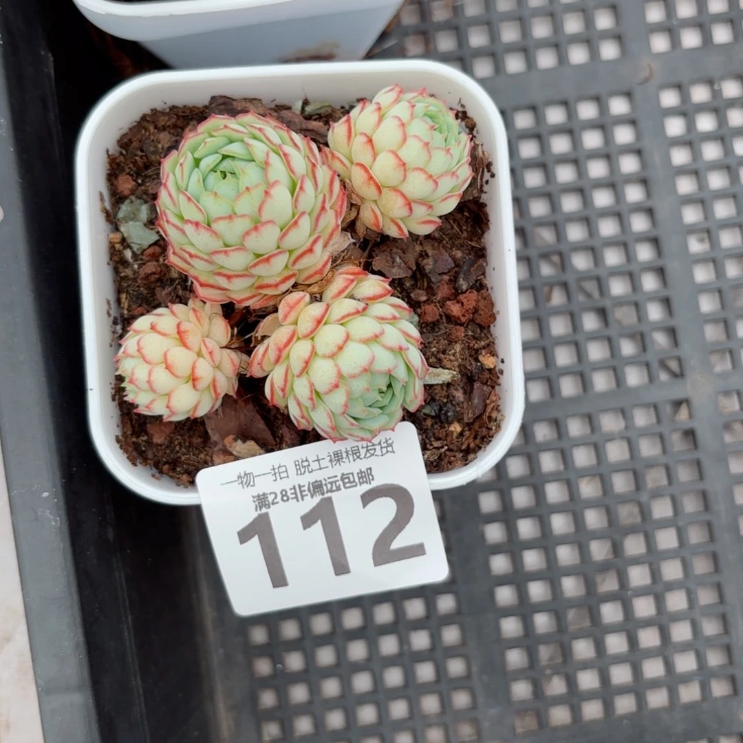 小红船老桩无盆土发货