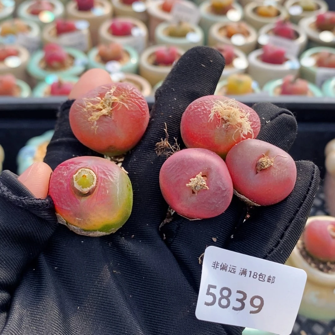 5839-一棵大毛  随机