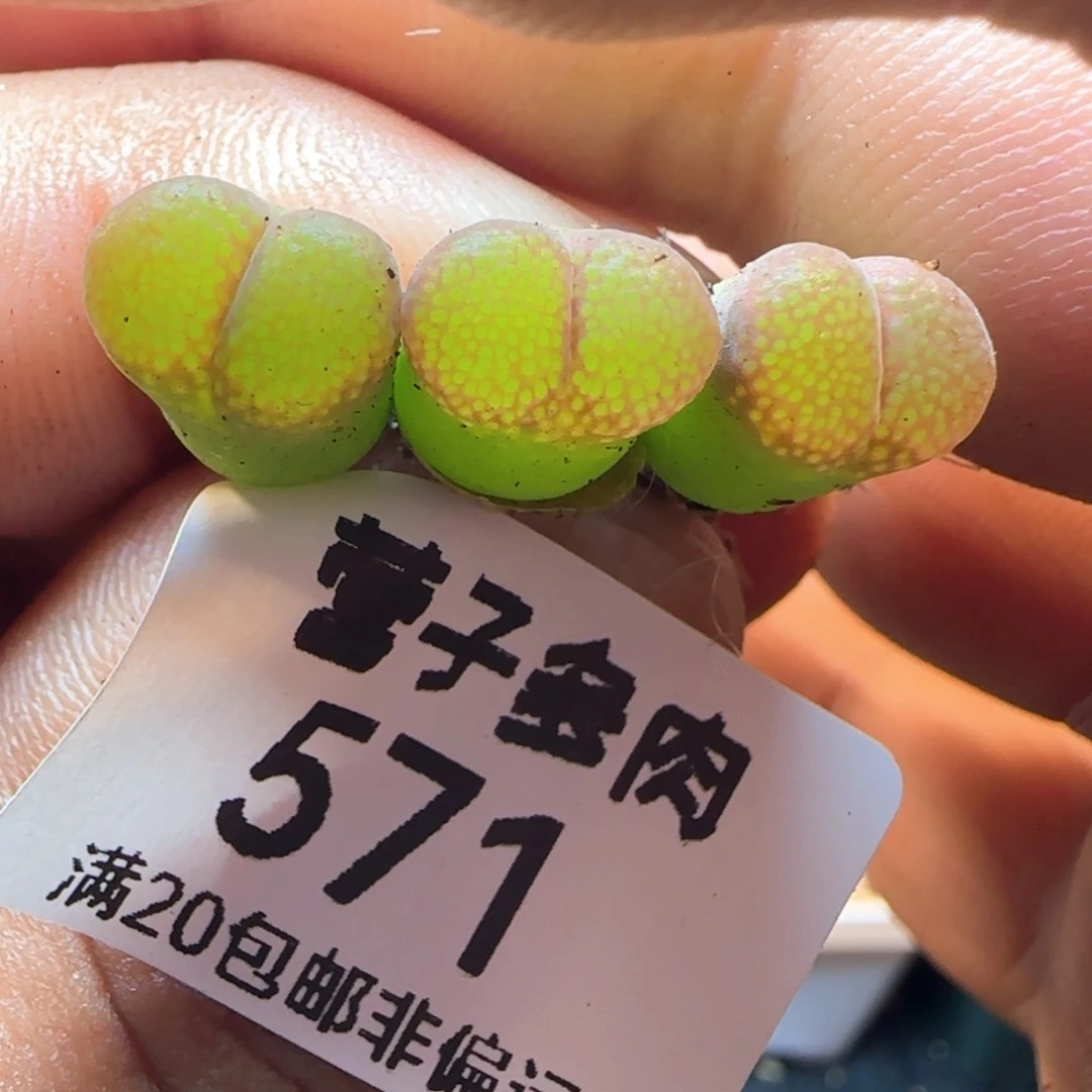 红宝石风铃3颗福利。