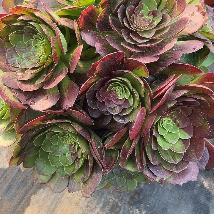 2.23-18花月夜多肉