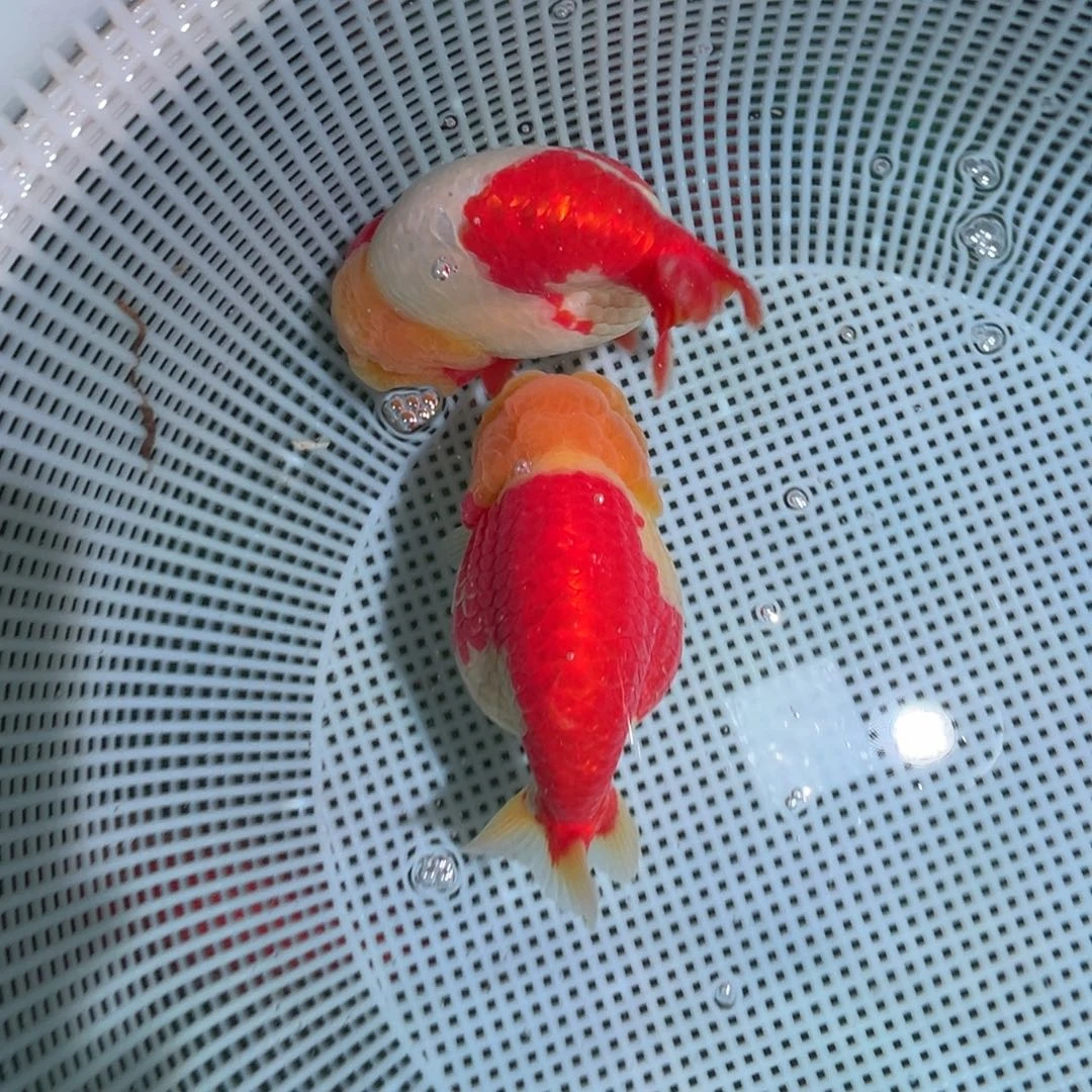 立***青金鱼潘氏金鱼兰寿金鱼