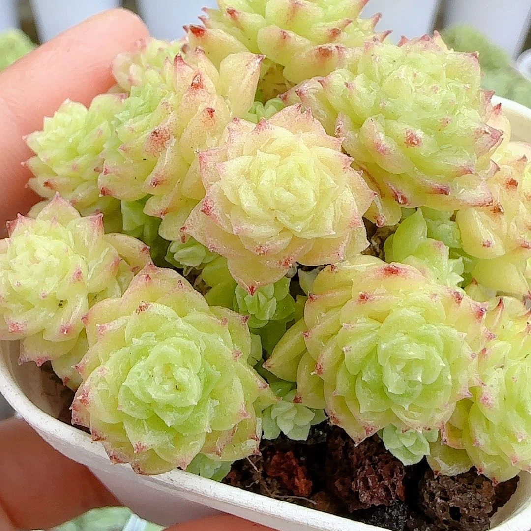 【闪购商品】0927-15优选麦杆