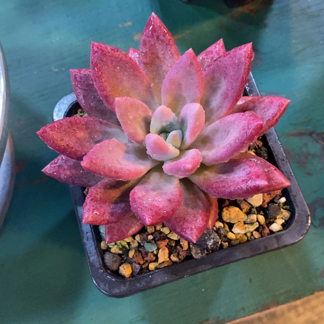 不***秋单头赫菲，54646466464