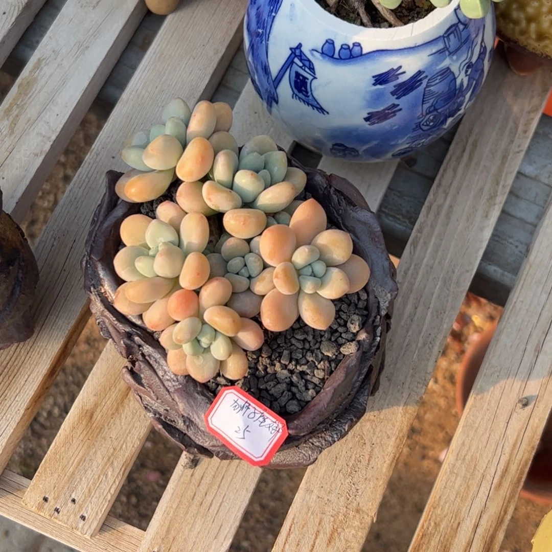 多肉植物多肉植物