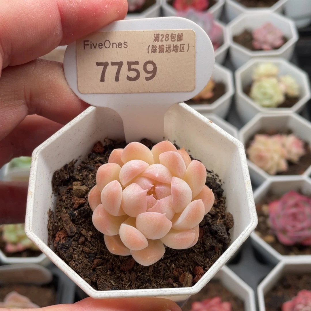 白桃汽水7759-4厘米