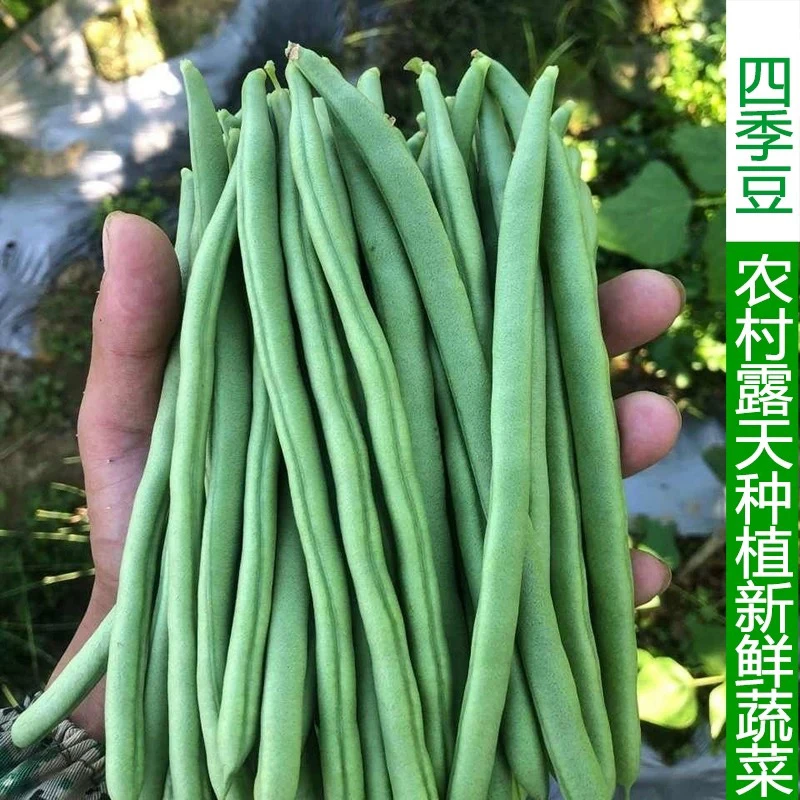 湖南露天自种四季豆新鲜脆嫩多汁现摘现发家常菜炒菜食材