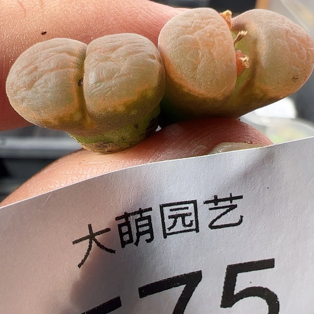 一物一拍。         575