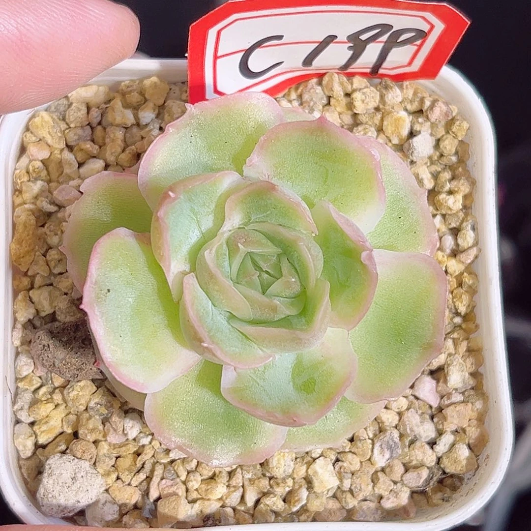 C199一物一拍 虾饺