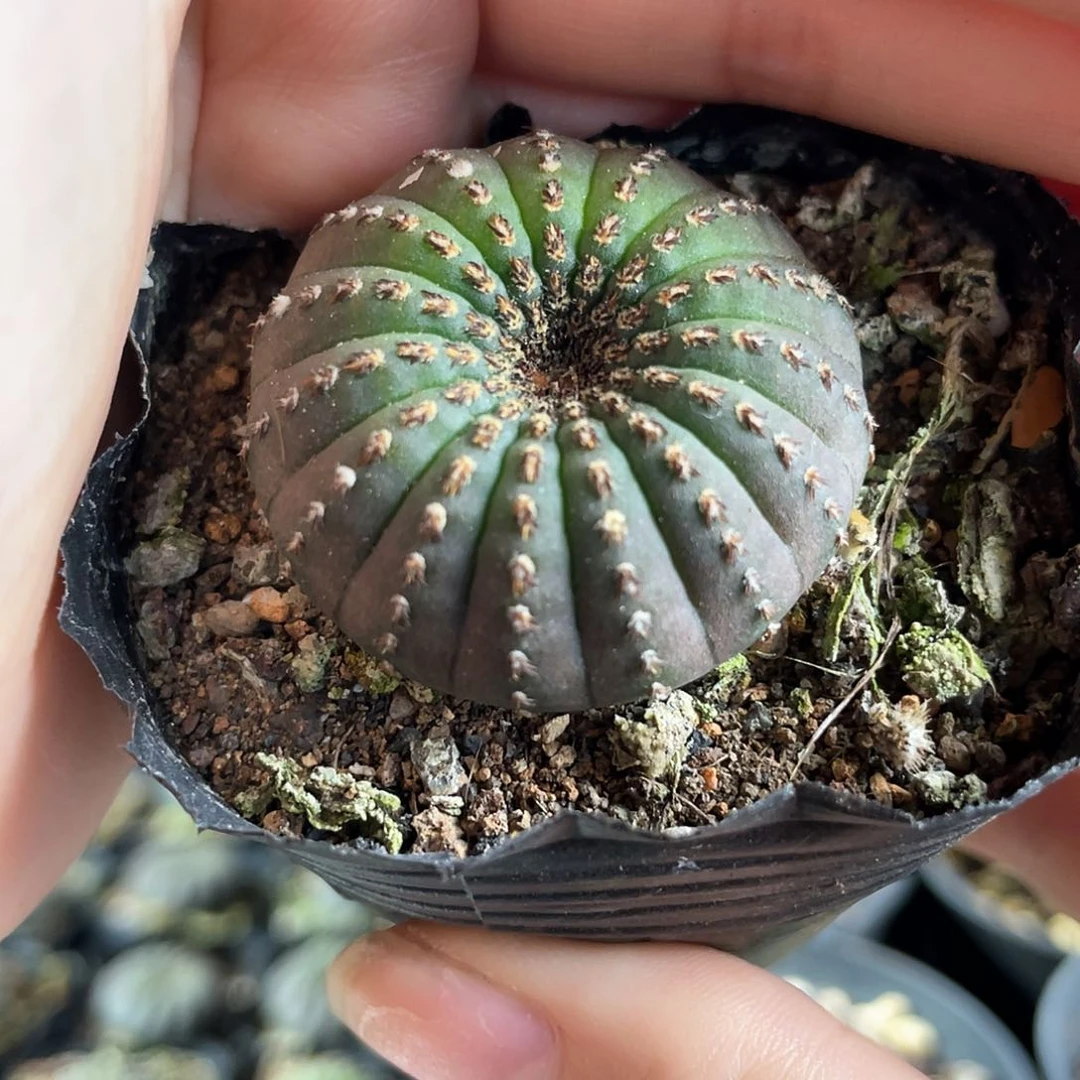 3.3cm实生大型士童1颗