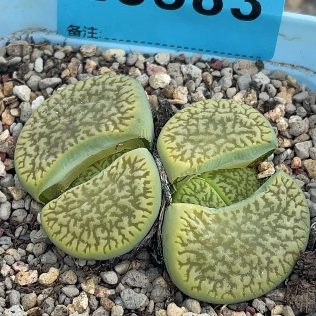 8583双头绿富阳一颗