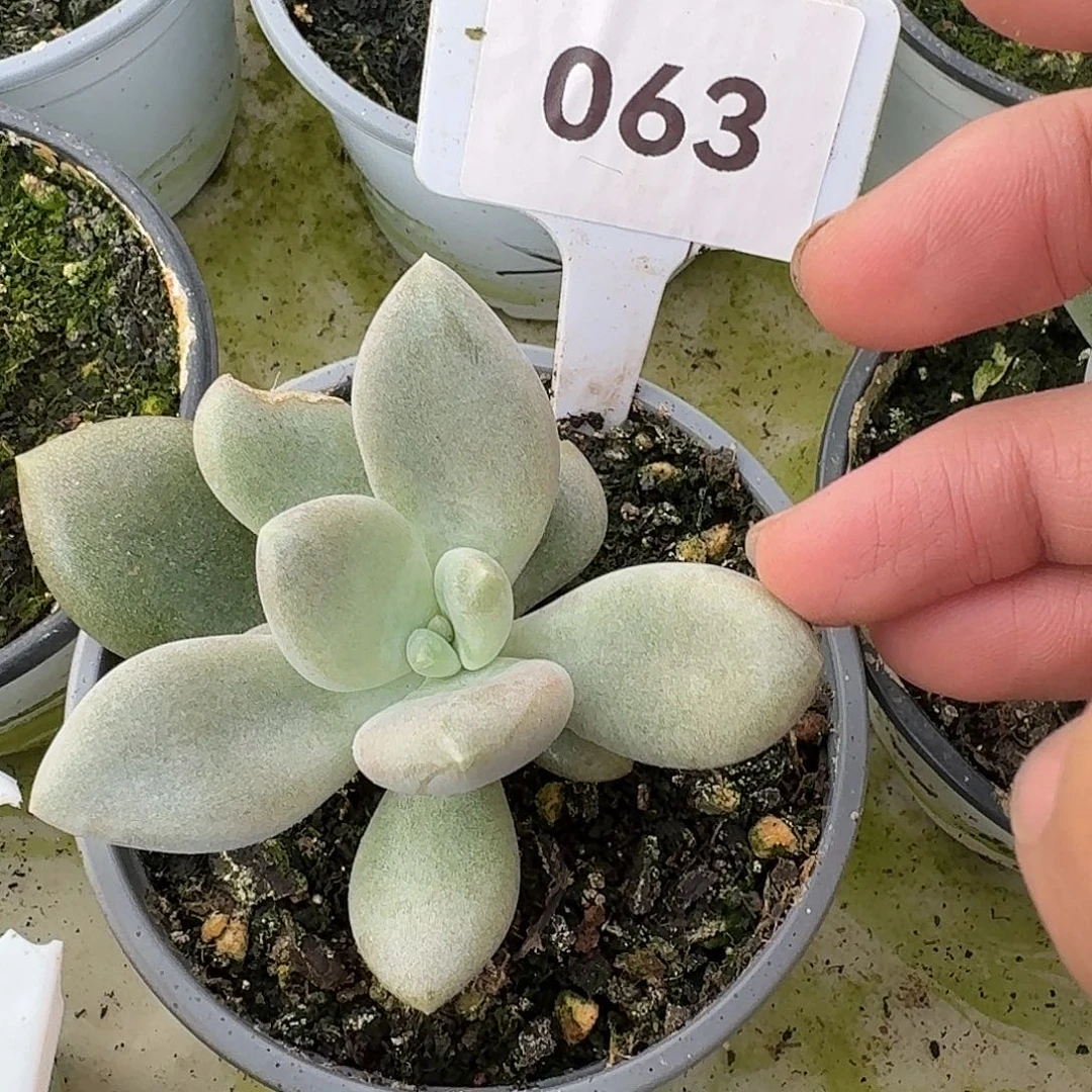 海里美人123456789100111